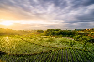 加强农业科技创新，江苏如何走好农业强省之路？
